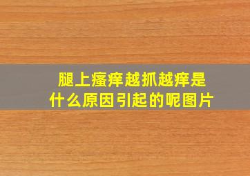 腿上瘙痒越抓越痒是什么原因引起的呢图片