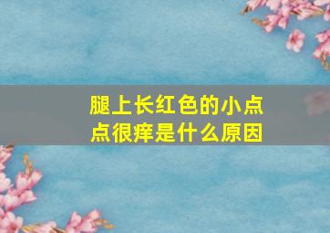 腿上长红色的小点点很痒是什么原因