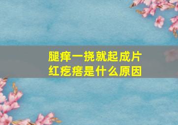 腿痒一挠就起成片红疙瘩是什么原因