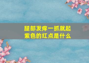 腿部发痒一抓就起紫色的红点是什么