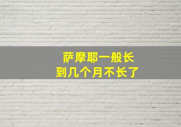 萨摩耶一般长到几个月不长了