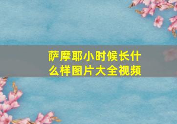 萨摩耶小时候长什么样图片大全视频