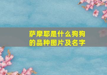 萨摩耶是什么狗狗的品种图片及名字