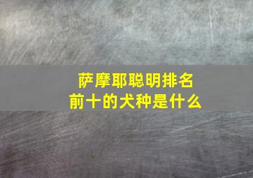 萨摩耶聪明排名前十的犬种是什么