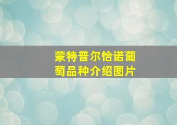 蒙特普尔恰诺葡萄品种介绍图片