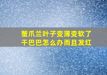 蟹爪兰叶子变薄变软了干巴巴怎么办而且发红