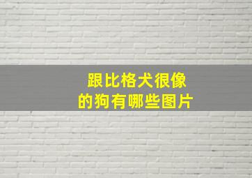 跟比格犬很像的狗有哪些图片