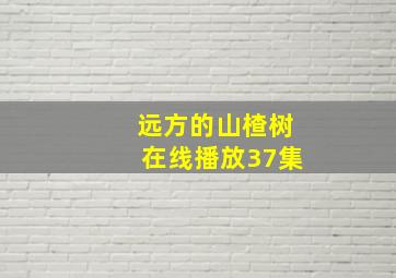 远方的山楂树在线播放37集