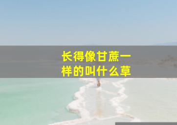 长得像甘蔗一样的叫什么草