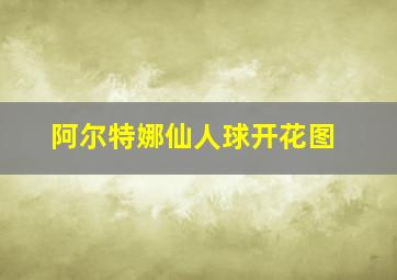 阿尔特娜仙人球开花图