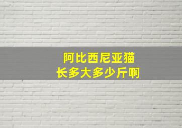 阿比西尼亚猫长多大多少斤啊