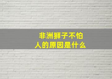 非洲狮子不怕人的原因是什么