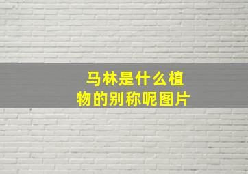 马林是什么植物的别称呢图片