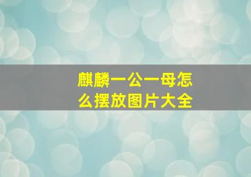 麒麟一公一母怎么摆放图片大全