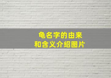 龟名字的由来和含义介绍图片